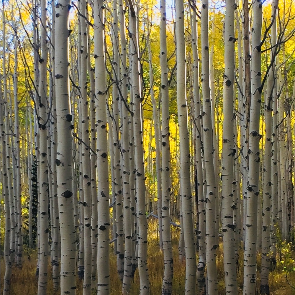 Meet your Posher, Steven